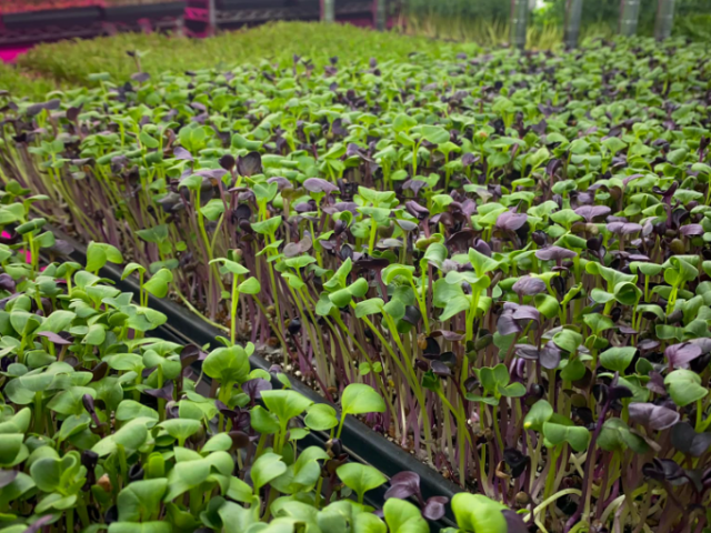 maison à vendre Montréal (Saint-Laurent)